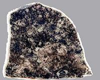 Scientists discover organism that hasn't evolved in more than 2 billion years