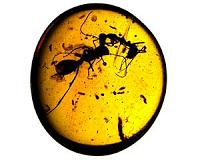 Chinese buyers storm world's largest amber fair