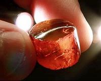 Decades-old amber collection offers new views of a lost world