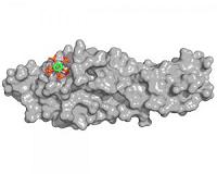 A cellular sensor of phosphate levels