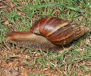 Real-life scientific tail of the first 'electrified snail'