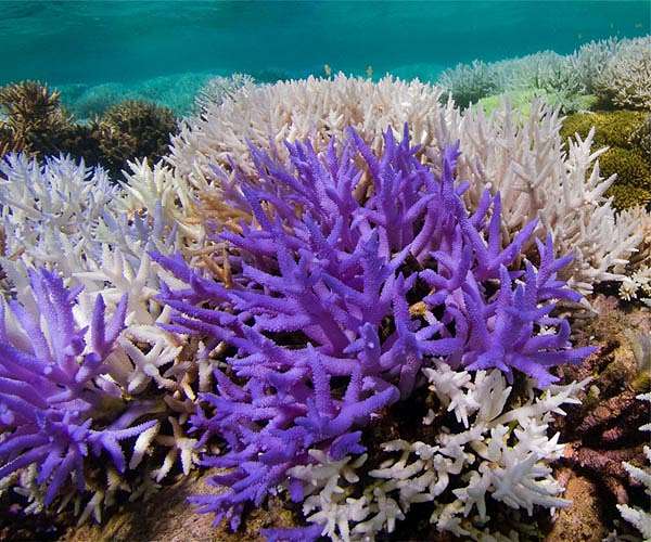 World in grip of new major coral bleaching event, reefs at risk