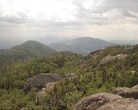 New York forest land may be peaking