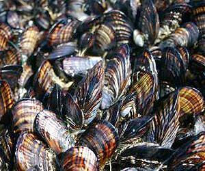 Scientists find surgery, cancer use for mussels