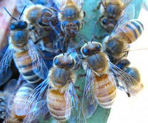 Honey bees fight back against Varroa