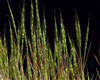 Trans-Eurasian crop exchange began 3,000 years earlier than thought
