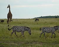 What Is The Right Number Of Animals For Earth, And Who Decides