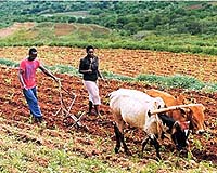 Africa needs 'green revolution' to combat food crisis: Annan