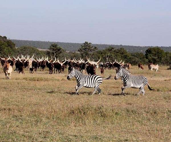 No animal left behind: Kenya holds first national wildlife census