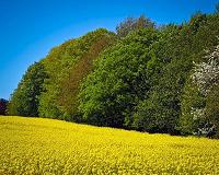 Farming with forests