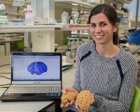 Human brains evolved to be more responsive to environmental influences