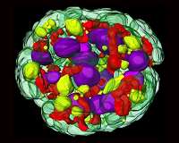 Mitochondria work more like a Tesla car battery than a household Duracell