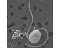Sequencing algae's genome may aid biofuel production