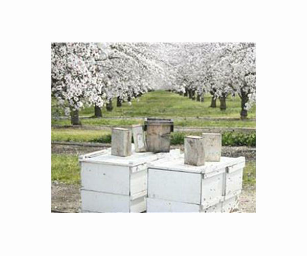 In blistering drought, California farmers rip up precious almond trees