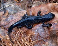 New Findings On Immune System In Amphibians