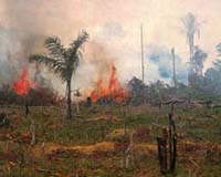 Brazil land bill would cause 'ecological disaster': minister