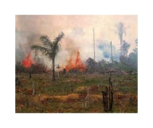 Amazon deforestation due in part to soybean growing