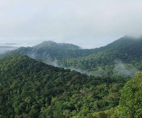 Most rainforest carbon offsets 'worthless': media analysis