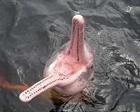 River dolphin may provide new insights into marine mammal communication
