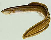 Changes In Ocean Conditions In Sargasso Sea Potential Cause For Decline In Eel Fishery