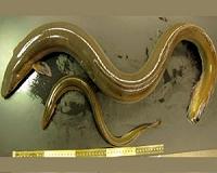 EU police seize nearly 6 tonnes of endangered eels headed for Asia