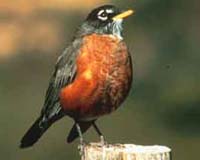 Bird Brains Shrink From Exposure To Contaminants