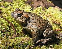 Amphibians in continued global decline