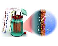 Anammox bacteria generate energy from wastewater while taking a breath