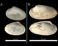 Clams help date duration of ancient methane seeps in the Arctic