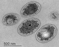 Ancient microbes helped to keep Earth's early climate warm