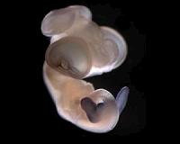 Are the blueprints for limbs encoded in the snake genome