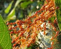 Researchers film ants building bio-bridges with their bodies