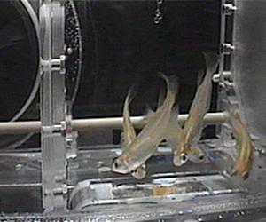 A Fish Friendly Facility for the ISS