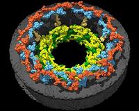 EMBL scientists reveal structure of nuclear pore's inner ring