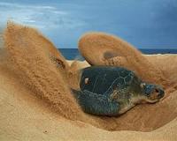 Major turtle nesting beaches protected in one of the UK's far flung overseas territories