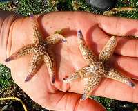 Non-native species from Japanese tsunami aided by unlikely partner: Plastics