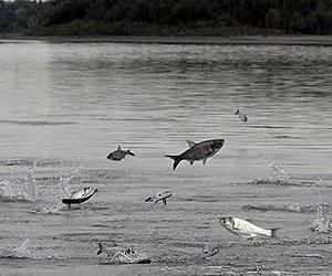 Notre Dame study finds Asian carp DNA not widespread in the Great Lakes