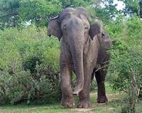 Malaysia arrests four, seizes guns over elephant killing