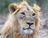 Mosul zoo lion and bear flown out of Iraq