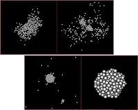 The asteroids Ryugu and Bennu were formed by the destruction of a large asteroid