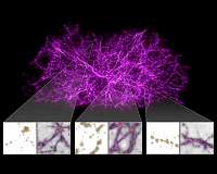 Astronomers use slime mould to map the universe's largest structures
