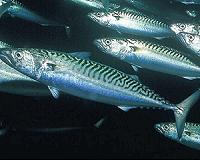 EU, Iceland and Nordic mackerel quota talks break down