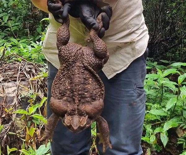 Australian rangers find 'monster' 2.7 kg cane toad