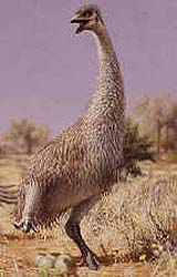 Ancient Diets Of Australian Birds Point To Big Ecosystem Changes
