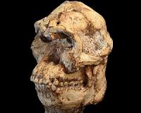 'Little Foot' skull reveals how this more than 3 million year old human ancestor lived