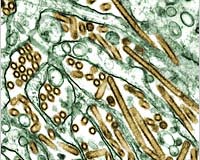 Bird Flu And Climate Change Among Security Threats Facing Asia