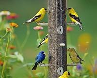 Territorial aggression between bird species more common than thought