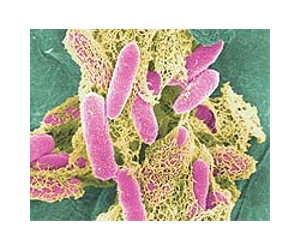Heat Turns Up On Natural Selection Giving New Details Of An Evolutionary Mechanism