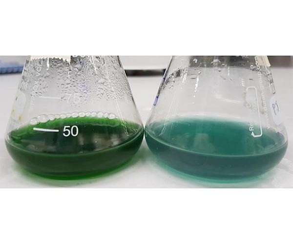 Crucial step identified in the conversion of biomass to methane