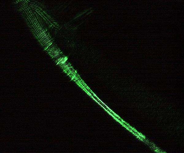 Stronger than spider silk: Bagworm silk enables strong conducting fibers